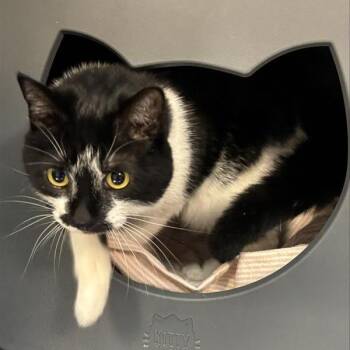 Domestic Short Hair Cats Available for Adoption in Baltimore, Maryland - Trifele | PetCurious