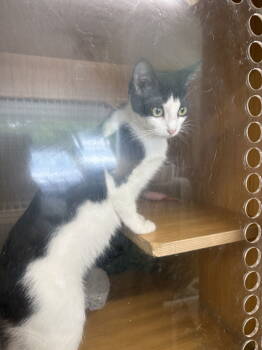 Rescue Domestic Short Hair Cats for Adoption in White Bluff, Tennessee - Poppy | PetCurious