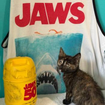 Kintner -  Domestic Short Hair Cat for Adoption in Brownsboro, Alabama - Kintner | PetCurious