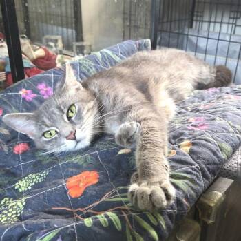 Missy -  Domestic Short Hair Cat for Adoption in Panama City, Florida - Missy | PetCurious
