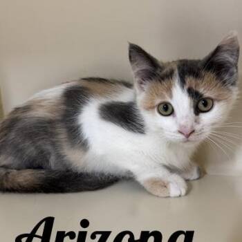 Arizona -  Domestic Short Hair Cat for Adoption in Manistee, Michigan - Arizona | PetCurious
