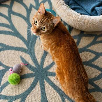 Domestic Short Hair Cats Available for Adoption in Wichita, Kansas - Mandarin | PetCurious