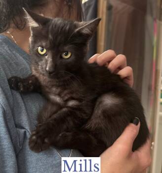 Mills -  Domestic Short Hair Cat for Adoption in Berkeley Springs, West Virginia - Mills | PetCurious