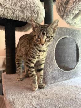 Domestic Short Hair Cats Available for Adoption in Kenosha, Wisconsin - Eva | PetCurious