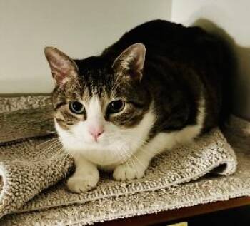 Smokey -  American Shorthair Cat for Adoption in Bertram, Texas - Smokey | PetCurious