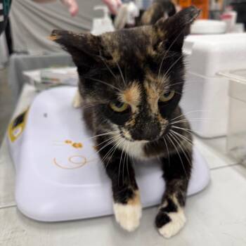 Bubbles -  Domestic Short Hair Cat for Adoption in Bismarck, North Dakota - Bubbles | PetCurious