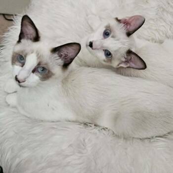 Silver -  Siamese and Snowshoe Cat for Adoption in Agoura Hills, California - Silver | PetCurious