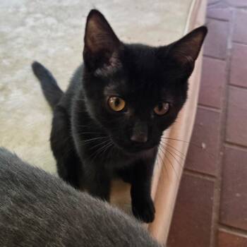 Ozzy -  Domestic Short Hair Cat for Adoption in Watertown, Wisconsin - Ozzy | PetCurious