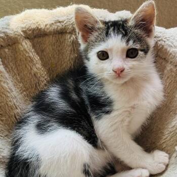 Shirley Temple -  Tabby Cat Available for Adoption in Pinole, California - Shirley Temple | PetCurious