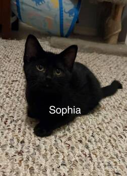 Sophia -  Domestic Short Hair Cat for Adoption in Claresholm, Alberta - Sophia | PetCurious