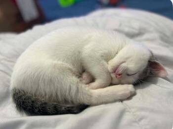 TATER TOT -  Domestic Short Hair Cat for Adoption in Minesing, Ontario - TATER TOT | PetCurious