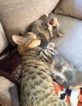 The Brain -  Calico Cat for Adoption - The Brain | PetCurious