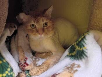 Domestic Long Hair Cats Available for Adoption - Argyle | PetCurious