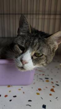 26-532 -  Domestic Short Hair Cat for Adoption in Barnesville, Georgia - 26-532 | PetCurious