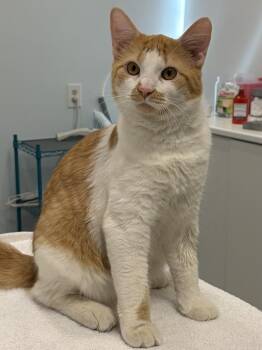 Domestic Medium Hair Cats Available for Adoption - False Alarm | PetCurious