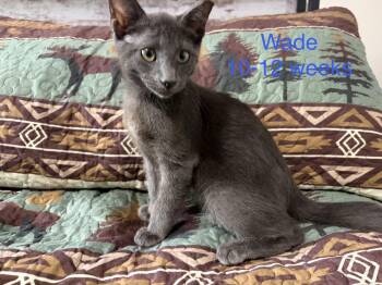 Wade -  Domestic Short Hair Cat for Adoption - Wade | PetCurious