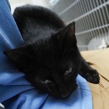 Nova -  Domestic Short Hair Cat for Adoption in Largo, Florida - Nova | PetCurious