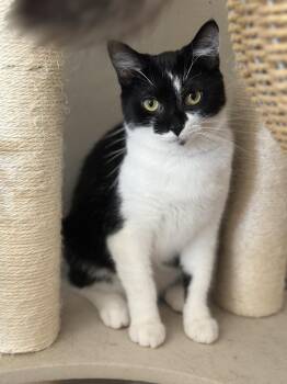 Tuxedo Cats Available for Adoption - Nova | PetCurious