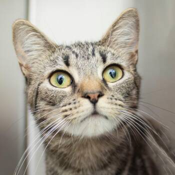 Silvervine -  Domestic Short Hair Cat for Adoption in Middletown, Rhode Island - Silvervine | PetCurious
