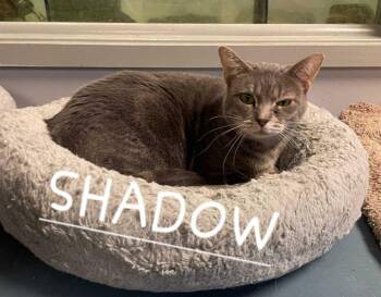 Rescue Domestic Short Hair Cats for Adoption in Richmond, Indiana - Shadow` | PetCurious