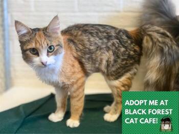 HANNAH -  Domestic Medium Hair Cat for Adoption in Fort Wayne, Indiana - HANNAH | PetCurious