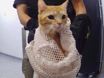 CARPE -  Domestic Short Hair Cat for Adoption in Charlotte, North Carolina - CARPE | PetCurious