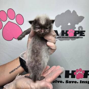 American Shorthair Cats Available for Adoption in Milton, Florida - Rook | PetCurious