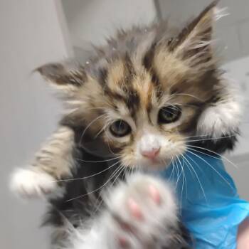Domestic Medium Hair Cats Available for Adoption in Summerville, South Carolina - Voxie | PetCurious