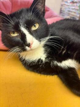 Domestic Short Hair Cats Available for Adoption in Emerald Isle, North Carolina - Beyoncé | PetCurious