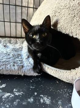 Bombay Cats Available for Adoption in Beverly Hills, California - Tristan | PetCurious