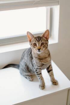 Camaro 2 -  Domestic Short Hair Cat for Adoption in Tucson, Arizona - Camaro 2 | PetCurious