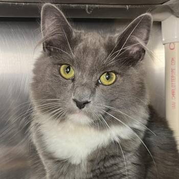 Caspian -  Domestic Short Hair Cat for Adoption in Palm Springs, California - Caspian | PetCurious