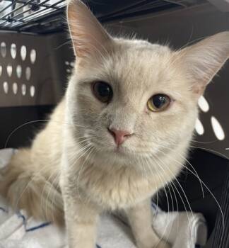 Rescue Domestic Medium Hair and Domestic Short Hair Cats for Adoption in Wheaton, Illinois - Chit Chat | PetCurious