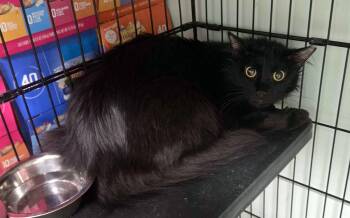 Domestic Medium Hair Cats Available for Adoption in Oviedo, Florida - Poppi | PetCurious