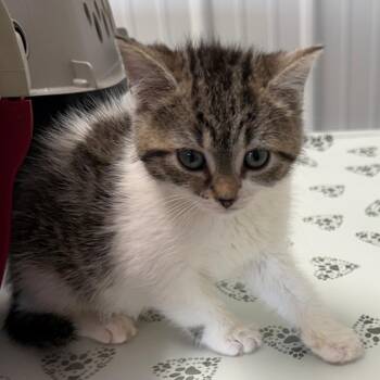 Domestic Medium Hair Cats Available for Adoption in Lancaster, Ohio - Florence | PetCurious