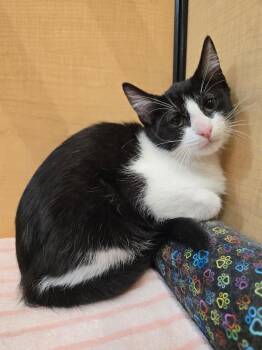 Joey -  Domestic Short Hair Cat for Adoption in Hammond, Indiana - Joey | PetCurious