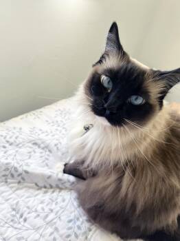 Daisy -  Ragdoll Cat for Adoption in Lake Monroe, Florida - Daisy | PetCurious