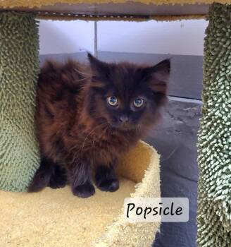 Popsicle -  Ragdoll Cat for Adoption in Ellijay, Georgia - Popsicle | PetCurious