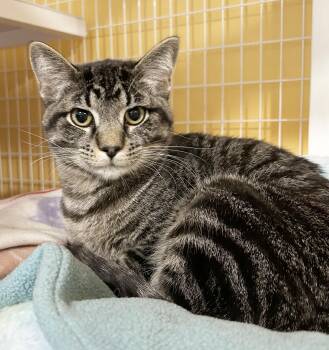 Rescue Tabby Cats for Adoption in Parkville, Missouri - Jethro | PetCurious