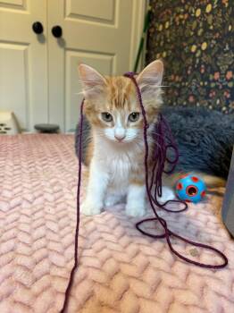 Erling -  Domestic Short Hair Cat for Adoption in Arthur, Ontario - Erling | PetCurious