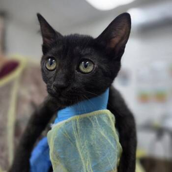 Rangley -  Domestic Short Hair Cat for Adoption in Incline Village, Nevada - Rangley | PetCurious