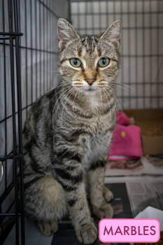 Rescue Tabby Cats for Adoption in Greenville, Delaware - Marbles (FCID# 10/27/2025 - 17 Trainer) | PetCurious