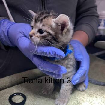 Tiana 3 -  Domestic Short Hair Cat for Adoption in Scituate, Massachusetts - Tiana 3 | PetCurious