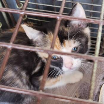Domestic Short Hair Cats Available for Adoption in San Antonio, Texas - FILO | PetCurious