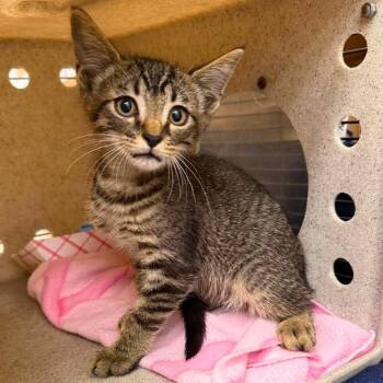 Phobos 26-06-131 -  Domestic Short Hair Cat for Adoption in Bastrop, Texas - Phobos 26-06-131 | PetCurious