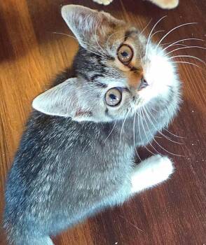 Harvey -  Domestic Short Hair Cat for Adoption - Harvey | PetCurious
