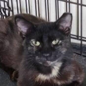 Pebble -  Domestic Short Hair Cat Available for Adoption in Boston, Massachusetts - Pebble | PetCurious