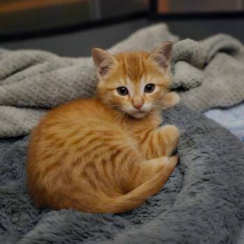 Dixie Boy -  Domestic Short Hair Cat for Adoption in Toledo, Ohio - Dixie Boy | PetCurious