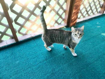 Rescue Tabby and Domestic Short Hair Cats for Adoption in Frenchburg, Kentucky - Lemmi | PetCurious