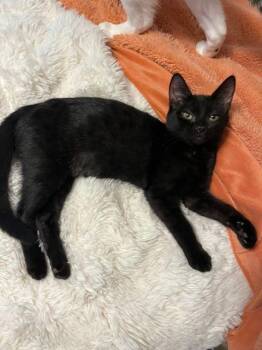 Becca -  Domestic Short Hair Cat for Adoption in Lake Orion, Michigan - Becca | PetCurious